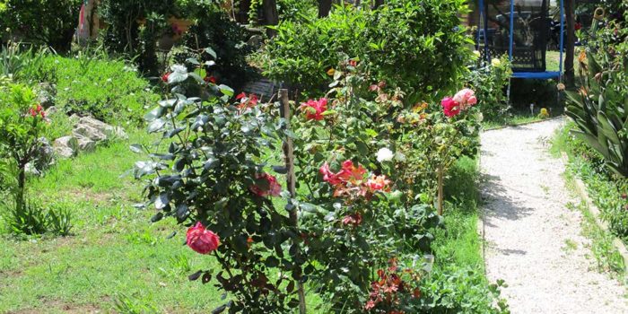 Les roses devant le gîte "LE PLEIN SUD" - LA GUYANNE GIENS